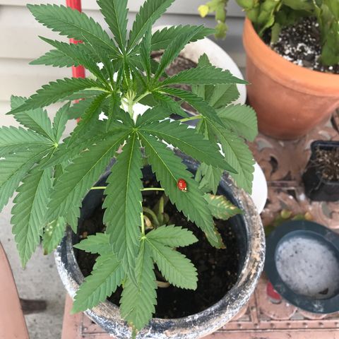 Jupiter OG Kush growlog timeline photo