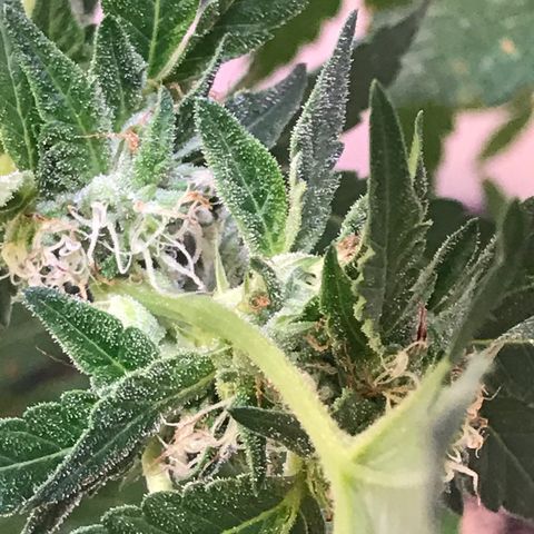 Jupiter OG Kush growlog timeline photo