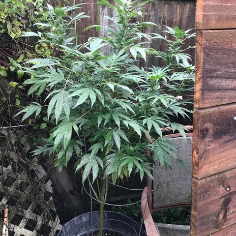 Jupiter OG Kush growlog timeline photo