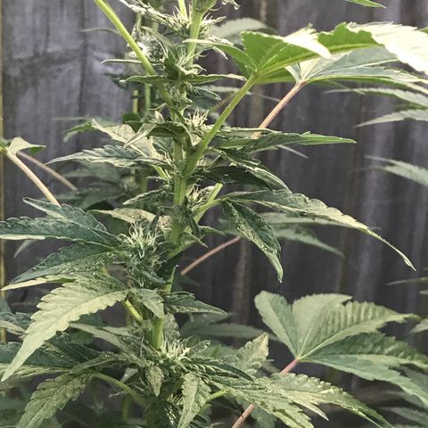 Jupiter OG Kush growlog timeline photo