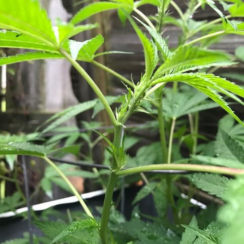 Jupiter OG Kush growlog photo: Looks like we have a feminine Plant