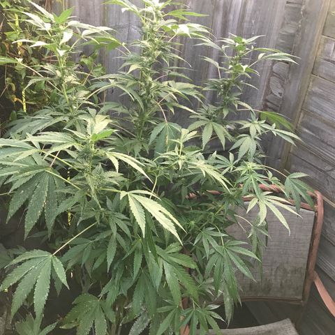 Jupiter OG Kush growlog photo: Flowering stage