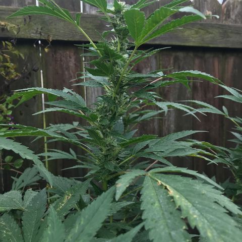 Jupiter OG Kush growlog timeline photo