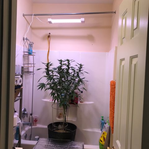 Jupiter OG Kush growlog photo: Moved indoor