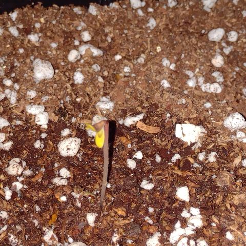 Double Cookies Auto growlog photo: Plantula buscando luz