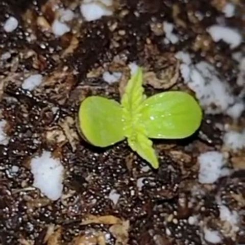 Double Cookies Auto growlog photo: 17:40
