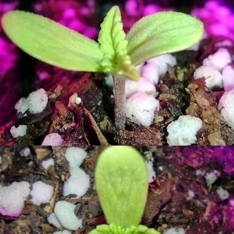 Double Cookies Auto growlog photo: Semana 1
