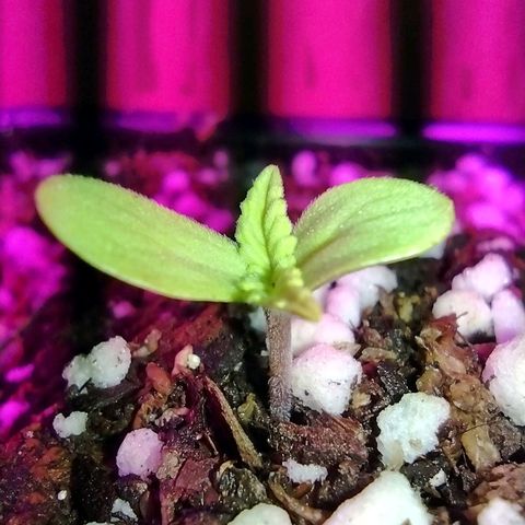 Double Cookies Auto growlog timeline photo