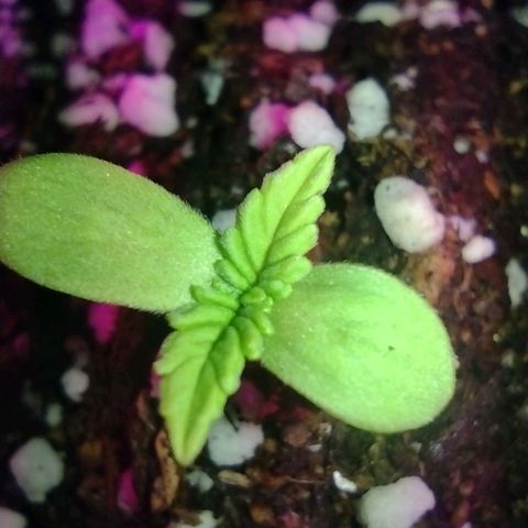 Double Cookies Auto growlog timeline photo