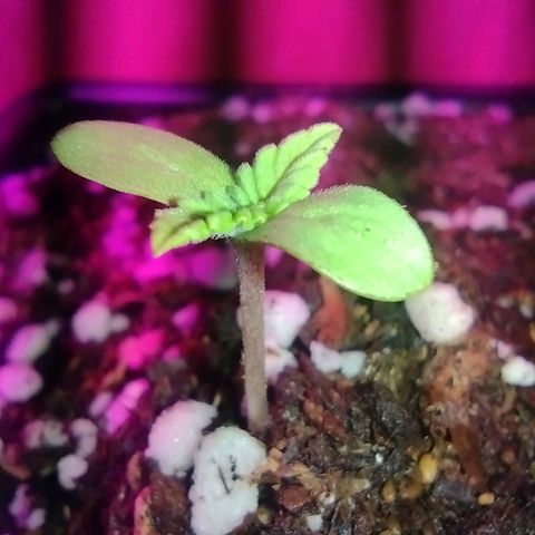 Double Cookies Auto growlog photo: Semana 2
Día 12