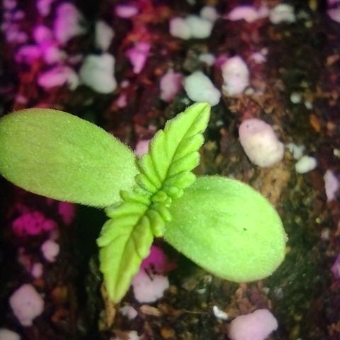 Double Cookies Auto growlog photo: Semana 2
Día 12