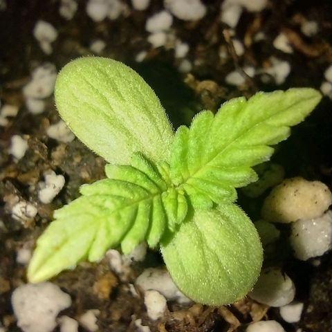 Double Cookies Auto growlog timeline photo