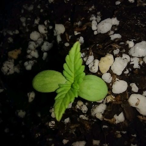 Double Cookies Auto growlog timeline photo