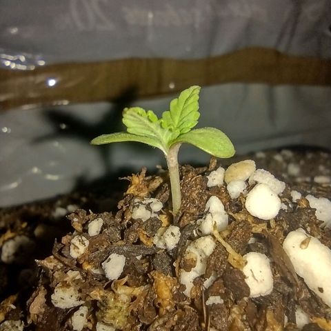 Double Cookies Auto growlog timeline photo