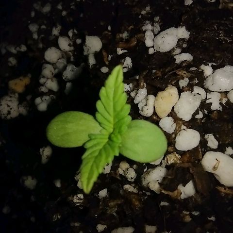 Double Cookies Auto growlog photo: Semana 3
