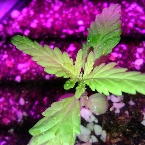 Double Cookies Auto growlog photo: Regado con DEEPER underground 