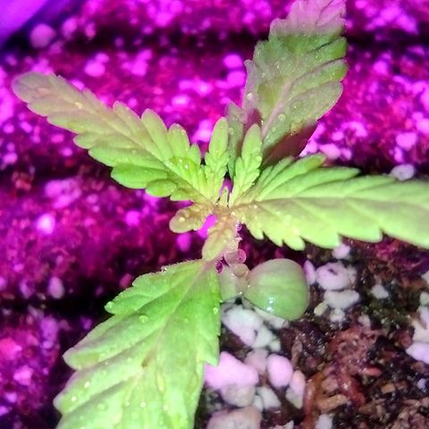 Double Cookies Auto growlog photo: Regado con DEEPER underground 