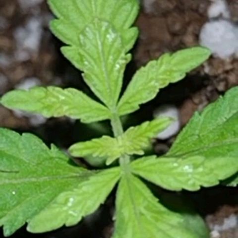 Double Cookies Auto growlog photo: Tiene dos hojitas nuevas <3