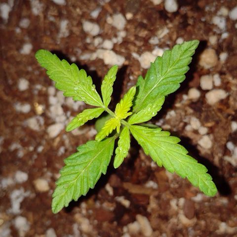 Double Cookies Auto growlog timeline photo
