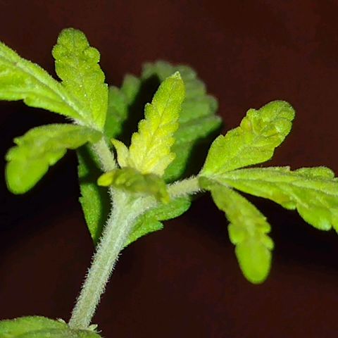 Double Cookies Auto growlog timeline photo