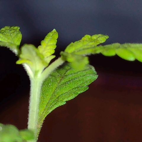 Double Cookies Auto growlog timeline photo
