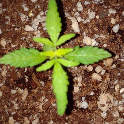 Double Cookies Auto growlog timeline photo