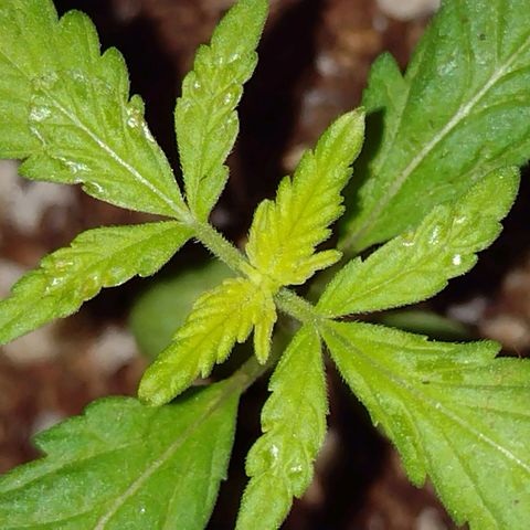 Double Cookies Auto growlog timeline photo