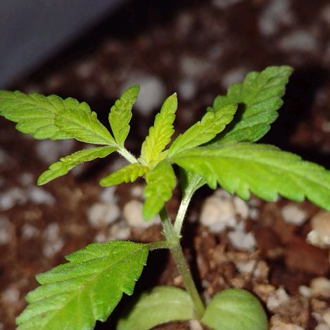 Double Cookies Auto growlog timeline photo