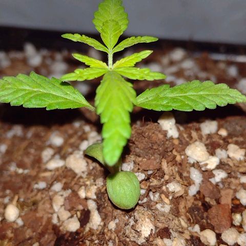 Double Cookies Auto growlog timeline photo