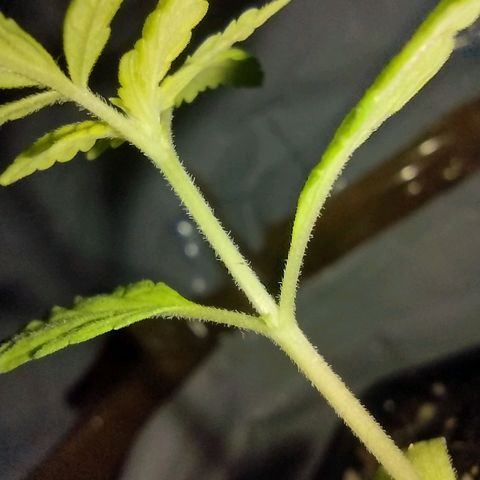 Double Cookies Auto growlog timeline photo