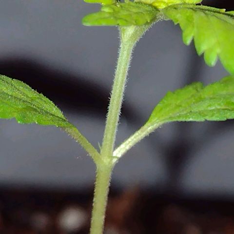 Double Cookies Auto growlog timeline photo