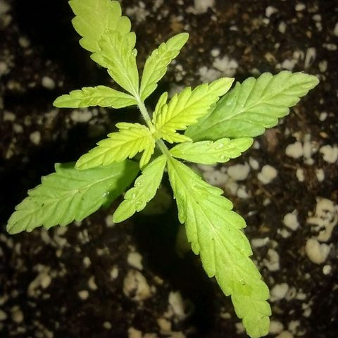 Double Cookies Auto growlog timeline photo