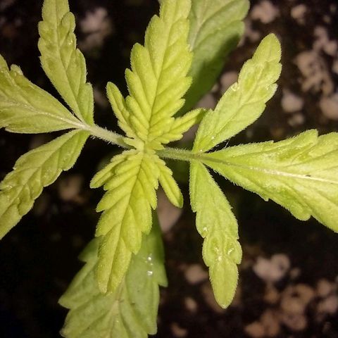 Double Cookies Auto growlog timeline photo