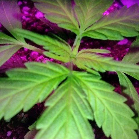 Double Cookies Auto growlog photo: Subí la altura de la luz, unos 5cm mas