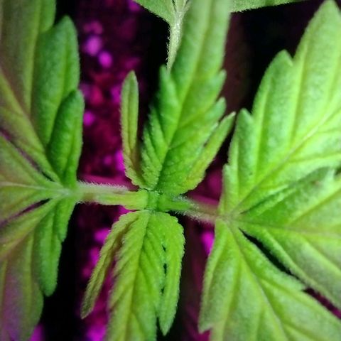Double Cookies Auto growlog photo: Subí la altura de la luz, unos 5cm mas