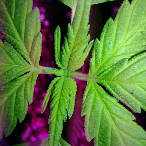 Double Cookies Auto growlog photo: Subí la altura de la luz, unos 5cm mas