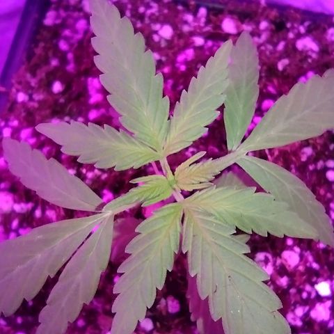 Double Cookies Auto growlog photo: Subí la altura de la luz, unos 5cm mas