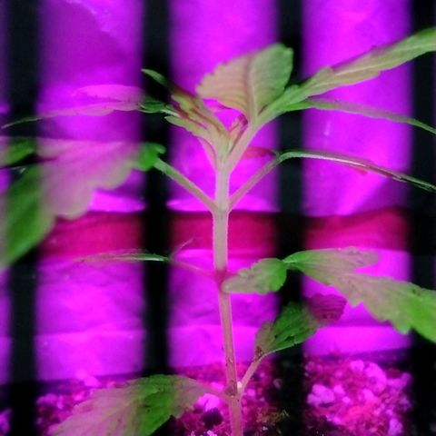 Double Cookies Auto growlog photo: Subí la altura de la luz, unos 5cm mas