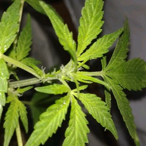 Double Cookies Auto growlog timeline photo