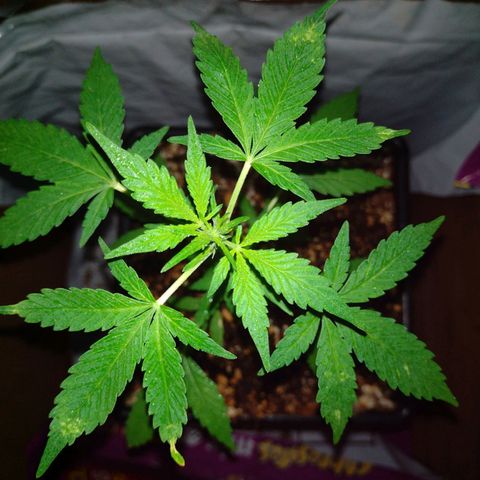 Double Cookies Auto growlog timeline photo