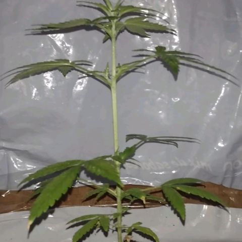 Double Cookies Auto growlog timeline photo