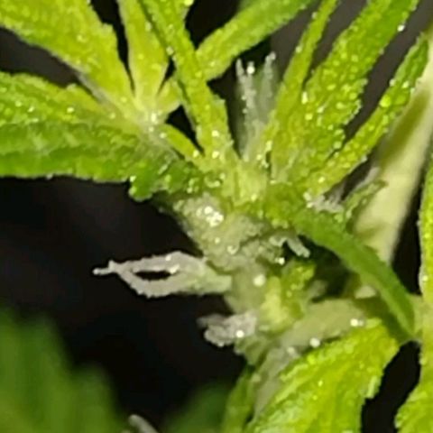 Double Cookies Auto growlog timeline photo