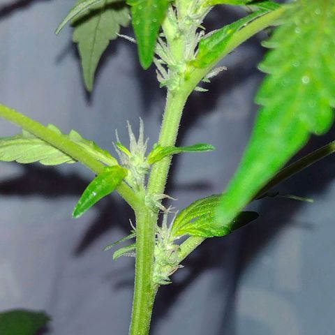 Double Cookies Auto growlog timeline photo