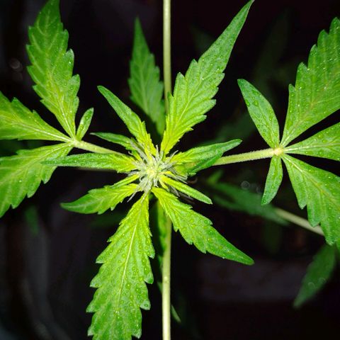Double Cookies Auto growlog timeline photo