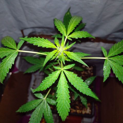 Double Cookies Auto growlog timeline photo