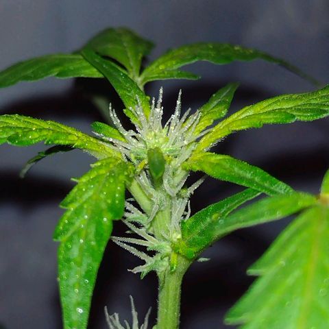 Double Cookies Auto growlog timeline photo