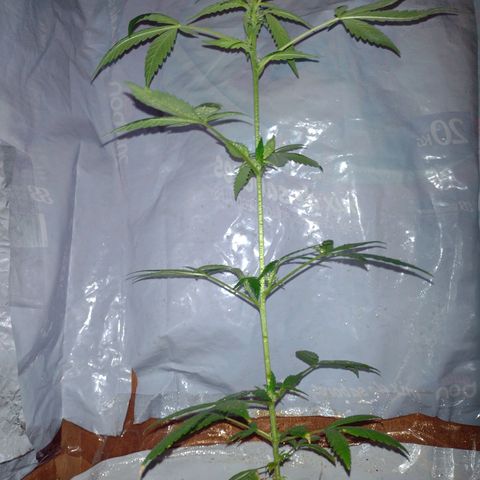 Double Cookies Auto growlog timeline photo