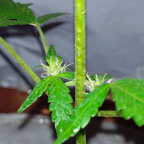 Double Cookies Auto growlog timeline photo