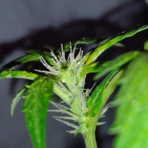 Double Cookies Auto growlog timeline photo