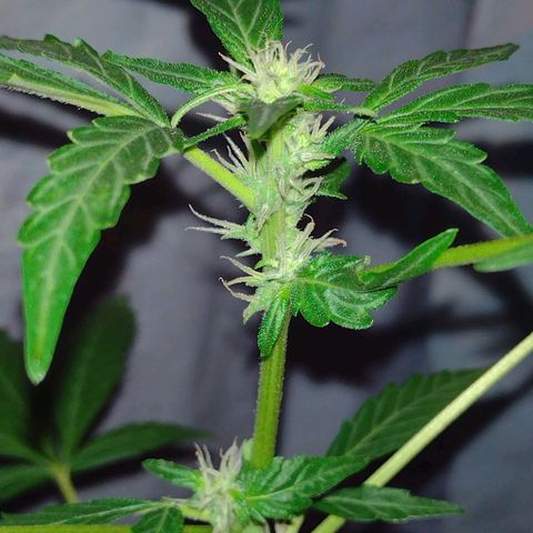 Double Cookies Auto growlog timeline photo
